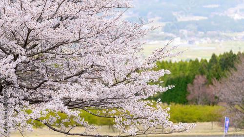 桜 Cherry blossoms 阿蘇山(五岳)を背景に桜と公園風景 Cherry blossoms and park scenery with Mt. Aso (Gogaku) in the background 日本2021年(春)撮影場所：南阿蘇アスペクタ Japan 2021 (Spring) Location: Minamiaso Aspecta (九州・熊本県) (Kumamoto)