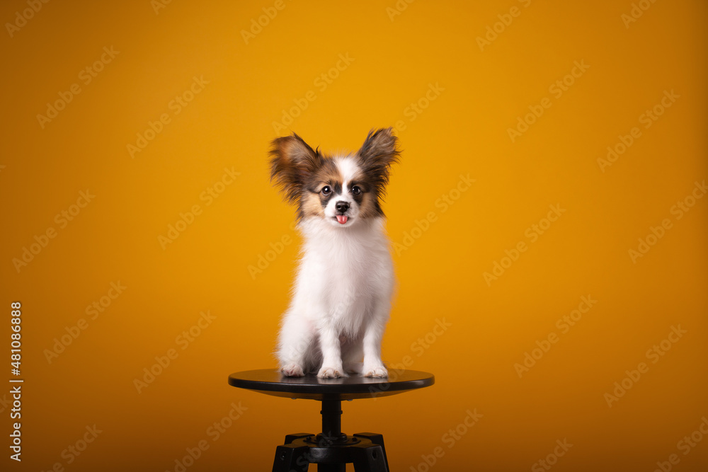 Fototapeta premium portrait of Papillion puppy