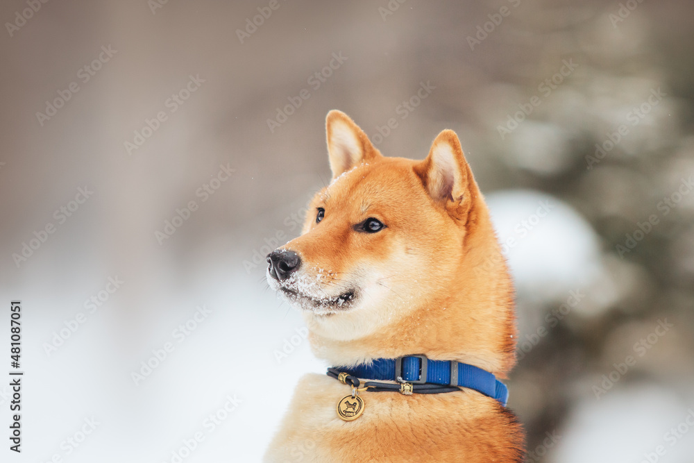 Shiba inu dog in snow portrait of a red dog