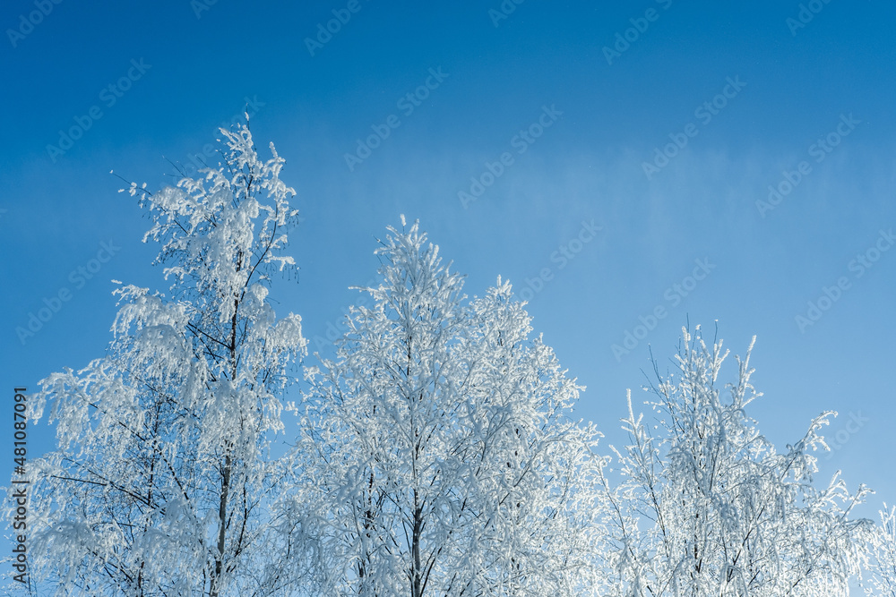 Snow covered trees and clear blue sky. Winter cold snowy season. Snow covered trees and clear blue sky. Winter cold snowy season.