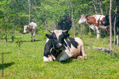 Cows graze in a green clearing near the forest on a summer day