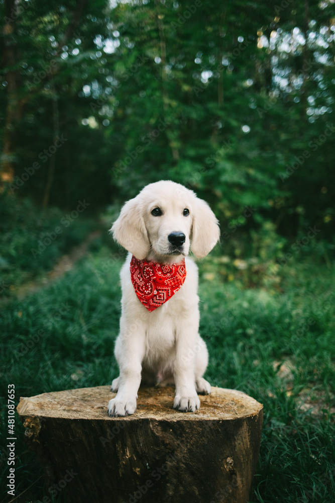 golden retriever puppy red bandana golden retriever puppy red bandana