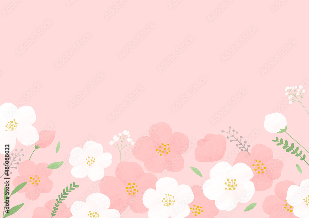 White and pink cherry blossom illustration.