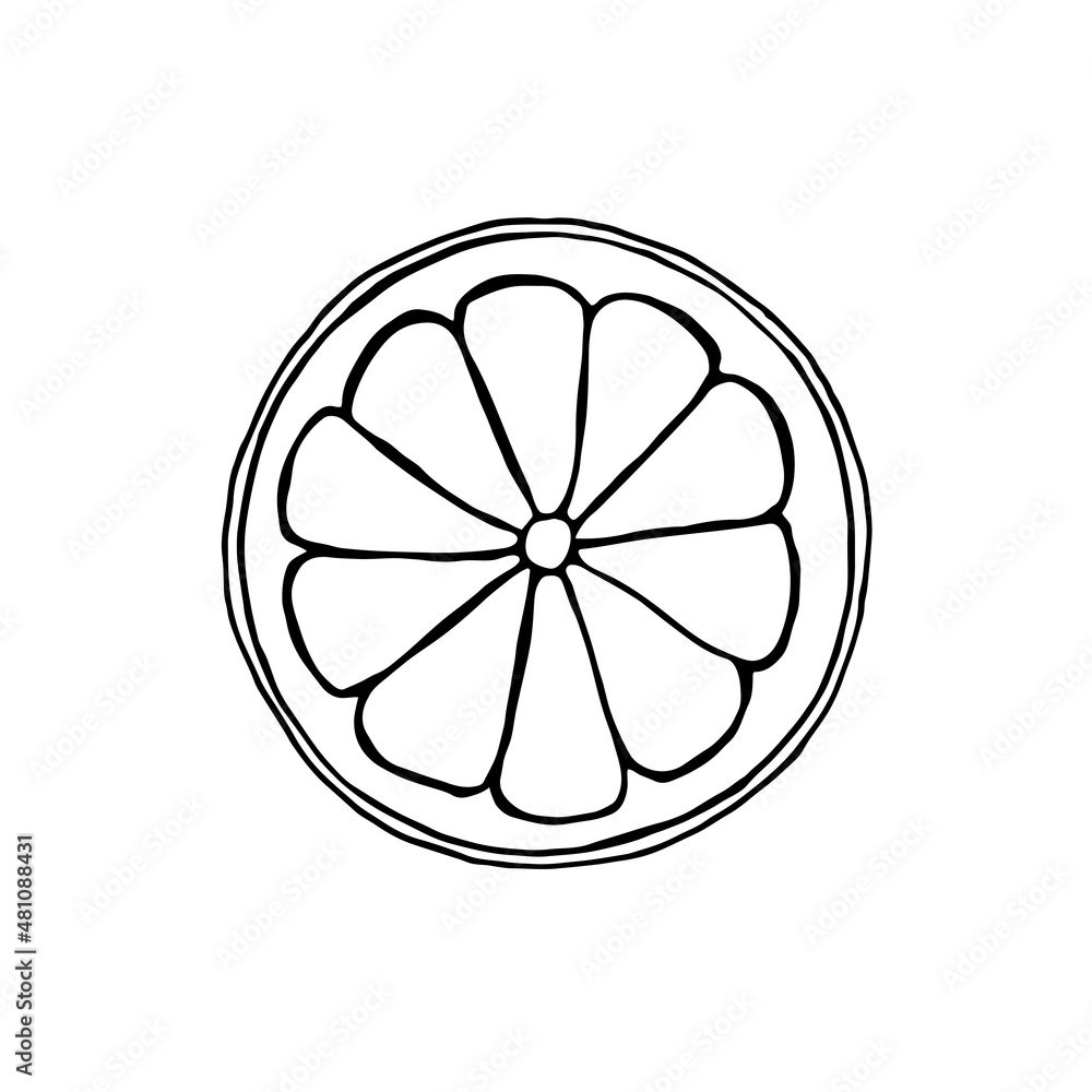 Vector isolated element. Citrus. Grapefruit. Orange. Lemon. Black hand drawn doodle on a white background. The print is used for packaging design. Vector isolated element. Citrus. Grapefruit. Orange. Lemon. Black hand drawn doodle on a white background. The print is used for packaging design.