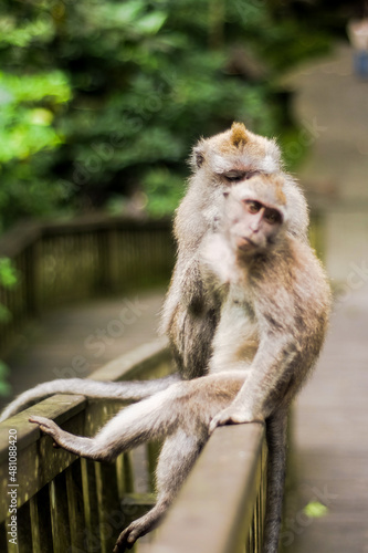 in the ubud monkey forest  Take By : Iqbal Hudaya (IG : Iqhuy96) © iqbal