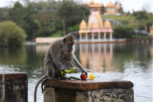 Photography Curious monkeys trying fruits in Grand Bassin, Mauritius island in Indian Ocean