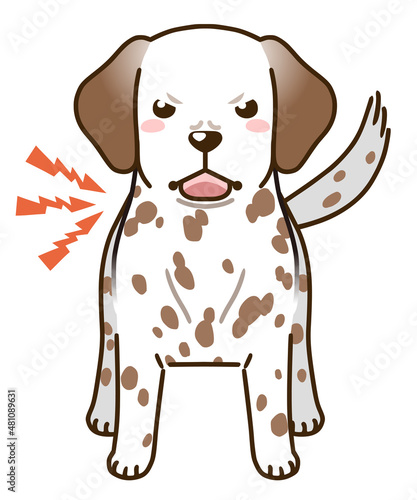 威嚇するダルメシアン（レバーホワイト）