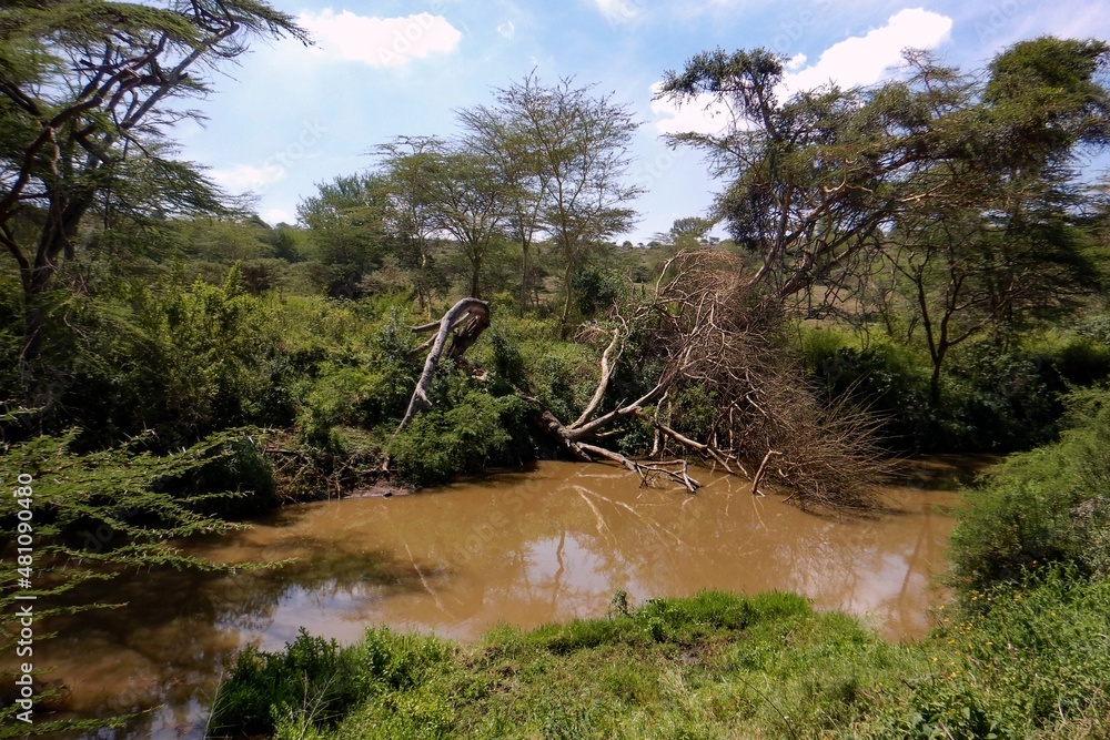 Fototapeta premium Scenic view of Acacia trees growing on the banks of Athi River in Nairobi National Park, kenya