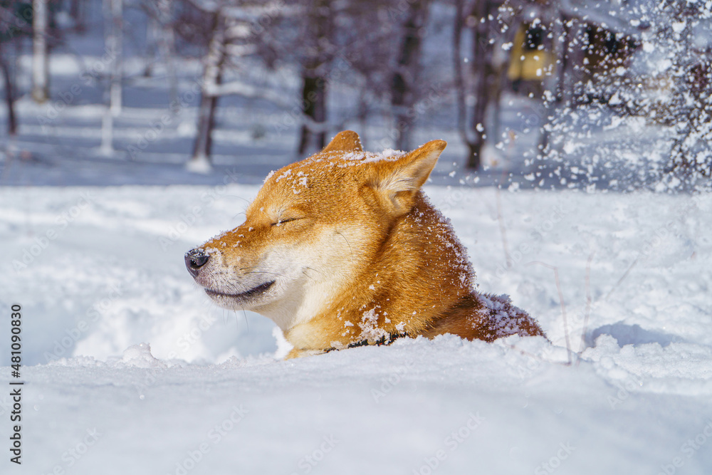 The Shiba Inu Japanese dog plays in the snow in winter. The Shiba Inu Japanese dog plays in the snow in winter.