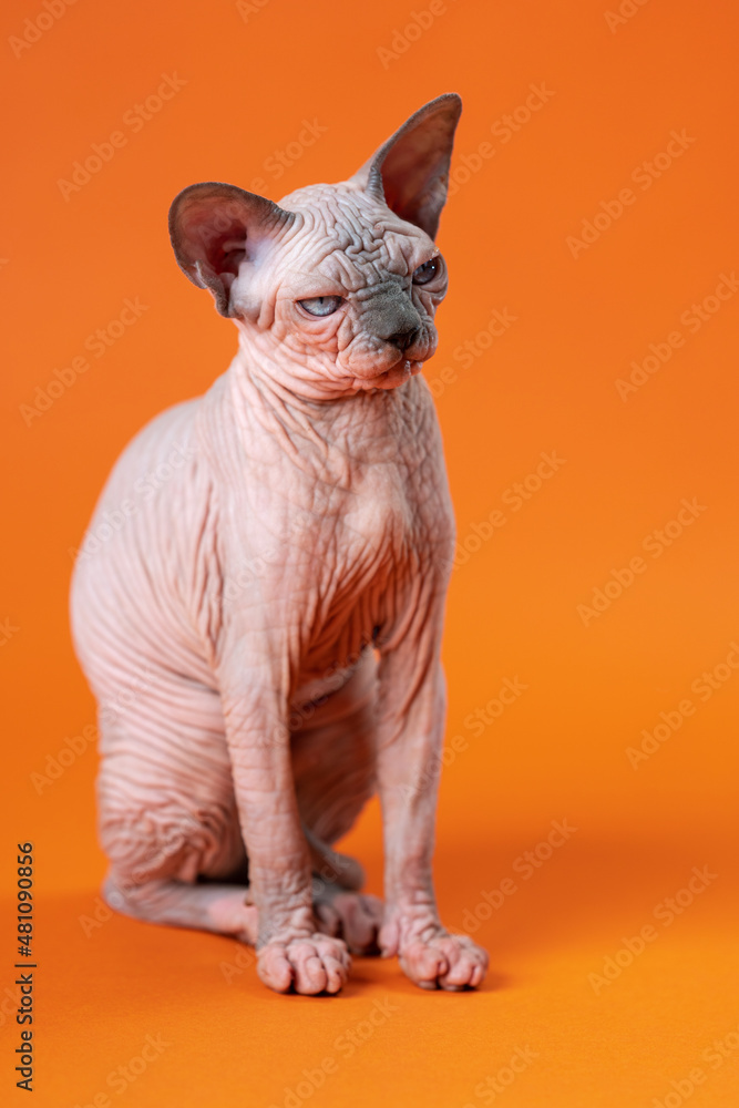 Portrait of Canadian Sphynx Cat of blue mink and white color sitting with sad blue eyes on orange background. Hairless female four months old. Studio shot.