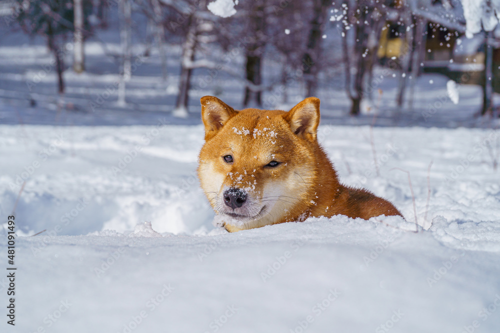 The Shiba Inu Japanese dog plays in the snow in winter.