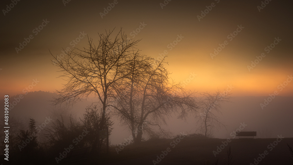 Tree in the morning fog at dawn. sunrise. sun rays at dawn.