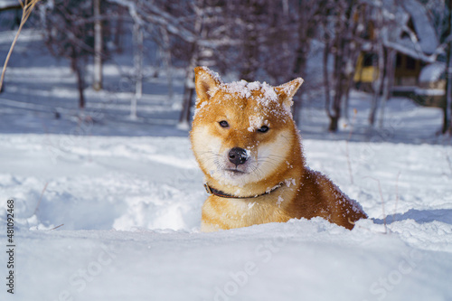 The Shiba Inu Japanese dog plays in the snow in winter. © Quatrox Production