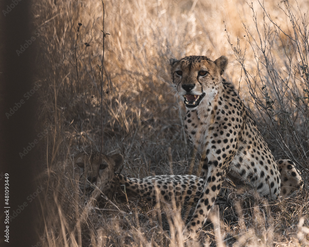 Cheetah showing aggressive behavior while being scared of some noise in