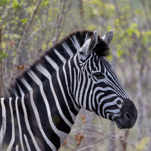 Beautiful portrait of a Zebra in South Africa Kruger National Park