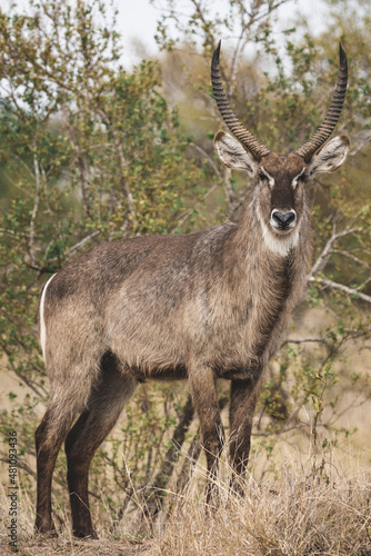 Tall Antelope posing in the bush of kruger national park south africa