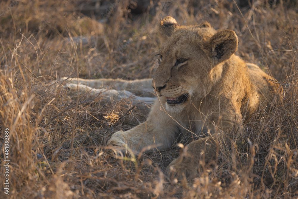 baby lion cub enjoying the sunset while in protection of the pride in south africa kruger national park big five (2) baby lion cub enjoying the sunset while in protection of the pride in south africa kruger national park big five (2)
