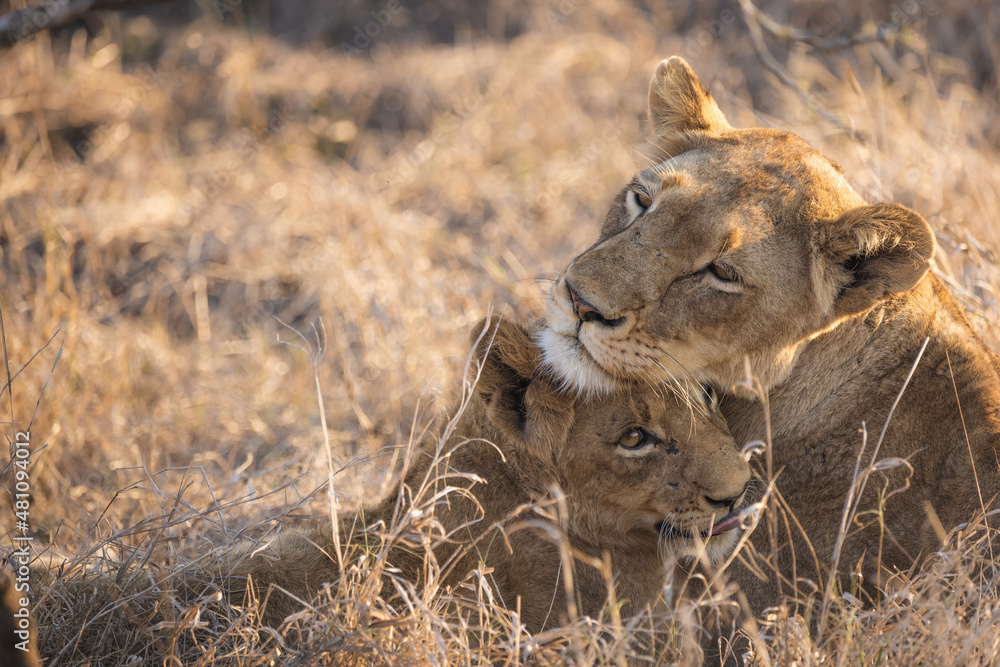 Fototapeta premium Cute closeup of baby lion cub and mother lioness cuddling in deep savannah grass in kruger national park south africa big five