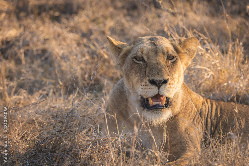 Fototapeta premium cute closeup of female Lion (lioness) enjoying the sunset while resting in tall grass in kruger national park south africa big five