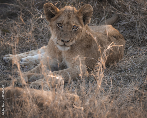 cute baby lion cub looking at the camera while in protection of the pride in south africa kruger national park big five