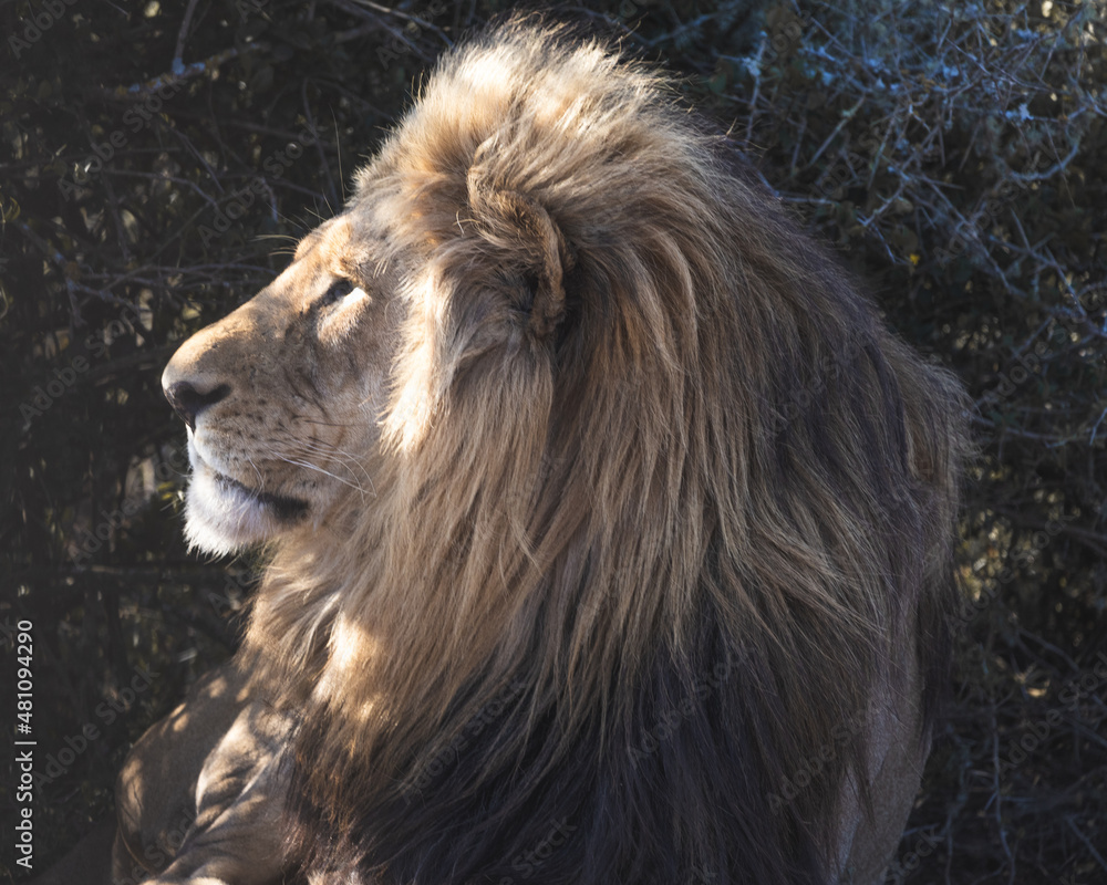 Fototapeta premium Closeup portrait of a majestic male lion looking into the sun, big five south africa