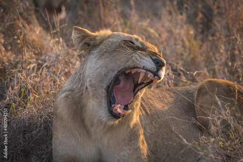 Female lion, lioness roaring and showing off her teeth in her jaw, big five south africa