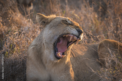 Photography Female lion, lioness roaring and showing off her teeth in her jaw, big five sout