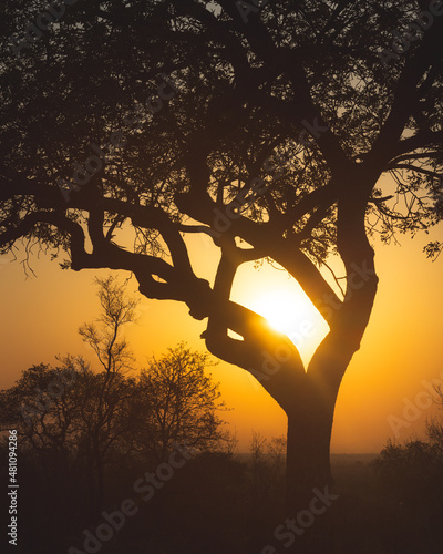 Beautiful sunset in south africa while the sun is peaking through the branches of an old tree
