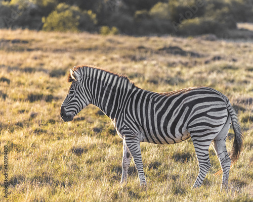 Beautiful Zebra standing in a grass field plain and enjoying the last rays of a sunset on its fur and mane