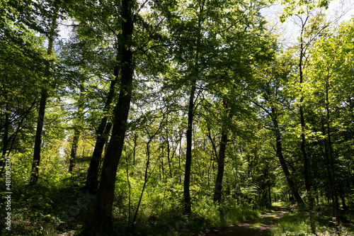 Bäume im Naturschutzgebiet Sanddünen Sandweier, Baden-Baden