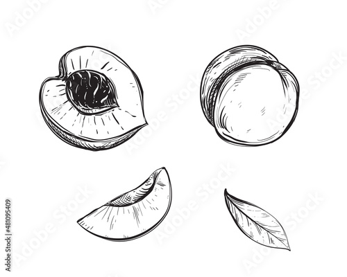 Hand drawn sketch black and white of peach fruit, apricot, slice, leaf. Vector illustration. Elements in graphic style label, card, sticker, menu, package. Engraved style illustration.