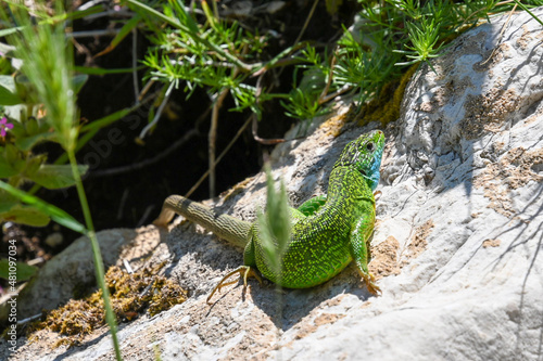 Grüne Östliche Smaragdeidechse sonnt sich auf einem Stein in der Sonne (Lacerta viridis) photo