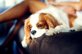 Cute european couple hugging on couch at home, dog of the Cavalier King Charles Spaniel breed is sleeping on lap of owner couple. cozy time spent by men and women. Lifestyle in real interior