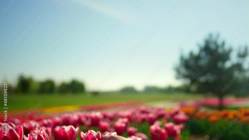 Spring season with spring flower field. Woman hand touching tulip in garden. Spring season with spring flower field. Woman hand touching tulip in garden.