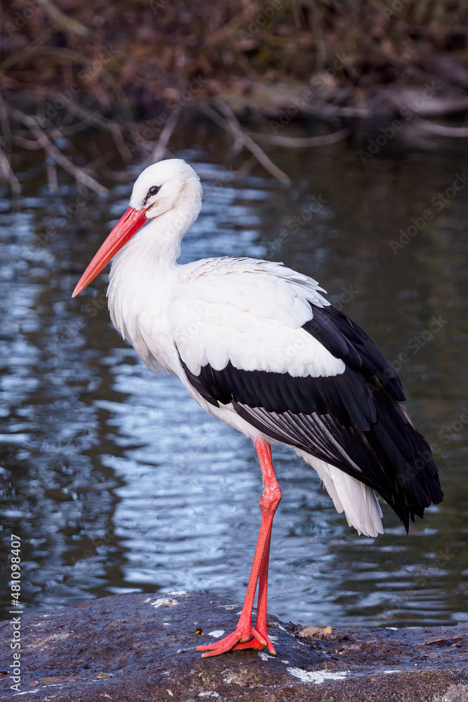 Fototapeta premium White Stork stands on a stone