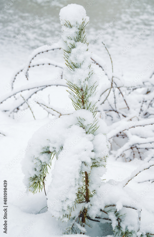 Small green pine tree covered with snow and ice among snowdrifts at a frozen river.