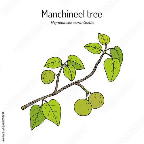 Manchineel tree or mancinella Hippomane mancinella , poisonous plant photo