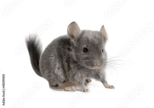 Funny little two month old chinchilla