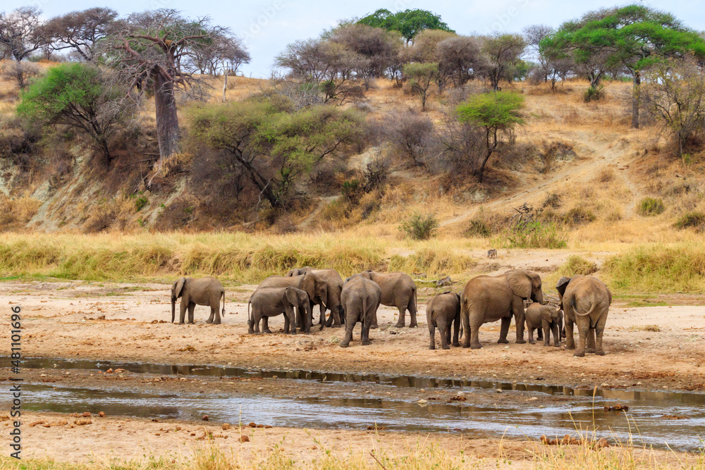 Obraz premium Herd of african elephants at the Tarangire river in Tarangire National Park, Tanzania