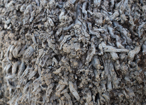 Close up photo of roots of palm tree that creates a silhouette view.