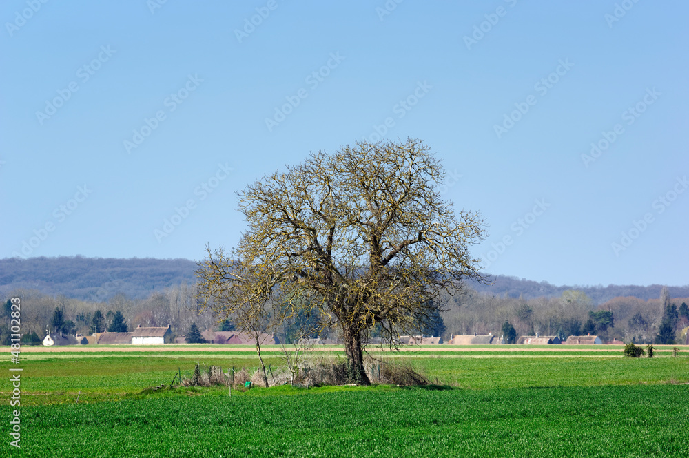 Lonely tree on agrgricultural land in the French Gatinais regional nature park
