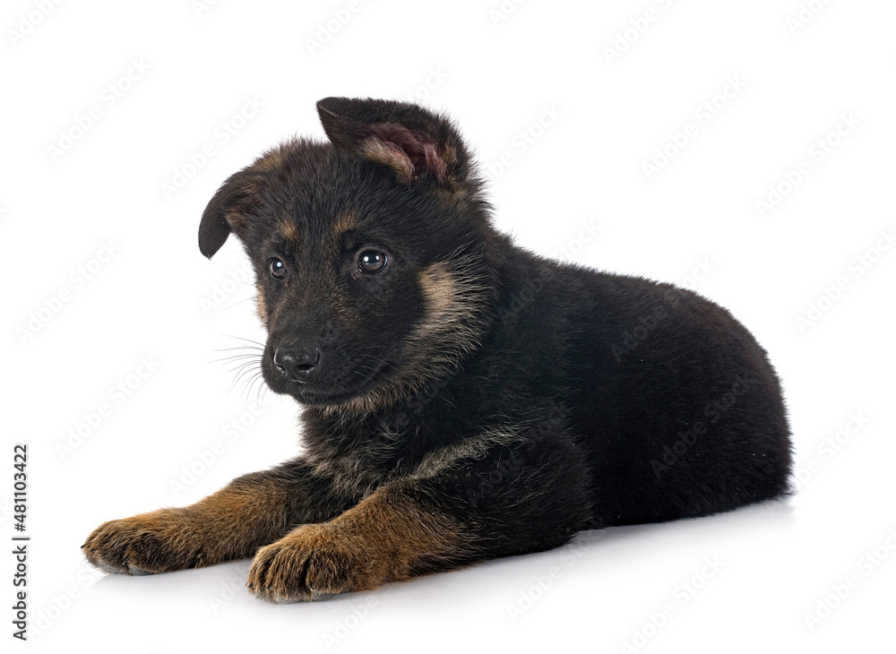 Fototapeta premium puppy german shepherd