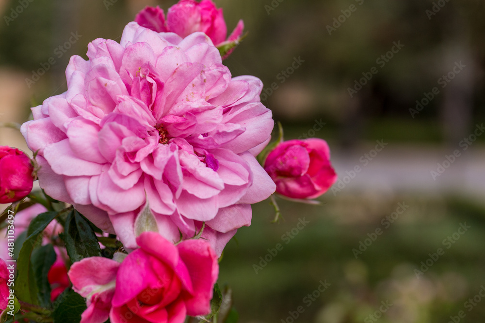 Flor rosa con fondo desenfocado.