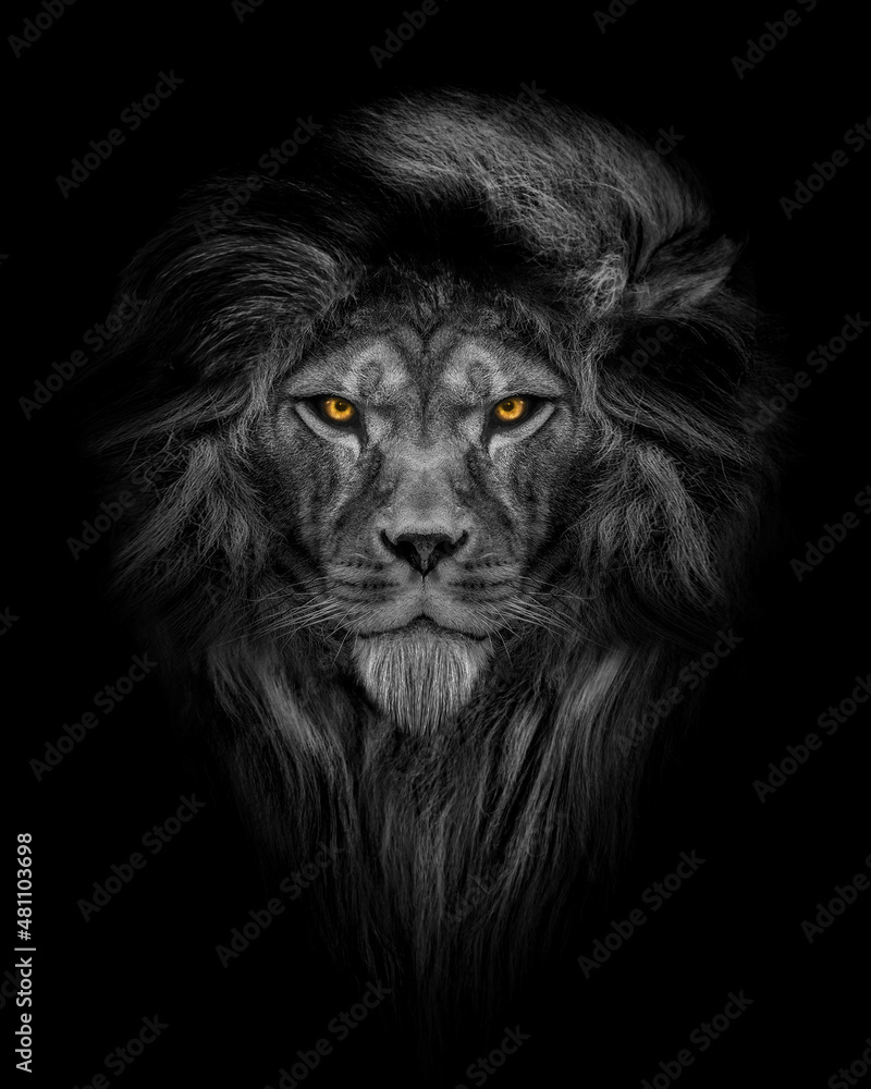Man in the form of a Lion face , The lion person , animal face isolated  black white Stock Photo | Adobe Stock
