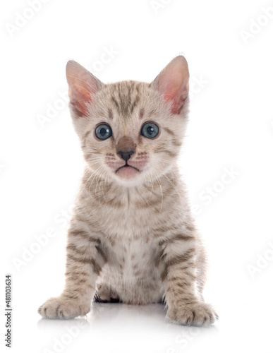 bengal kitten in studio