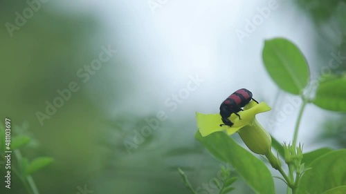 Insect - Blister Beetle