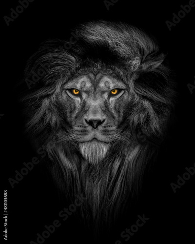Man in the form of a Lion face , The lion person , animal face isolated black white