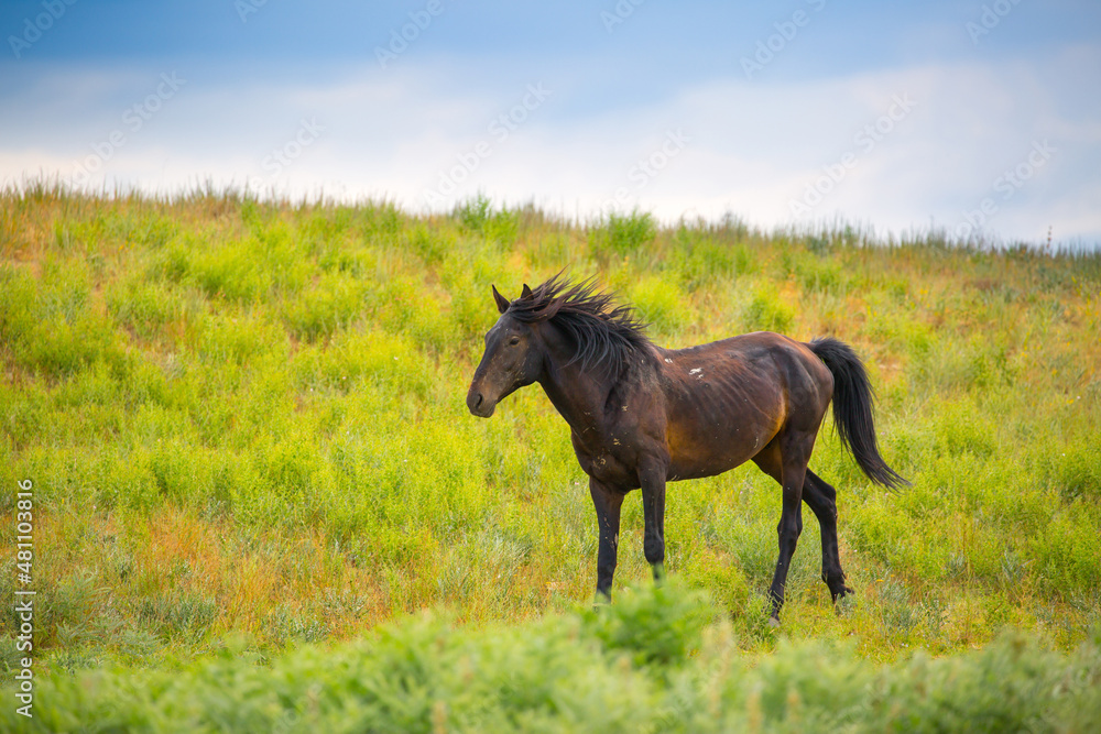 Fototapeta premium Horses gallop over mountains and hills. A herd of horses grazes in the autumn meadow. Livestock concept, with place for text.