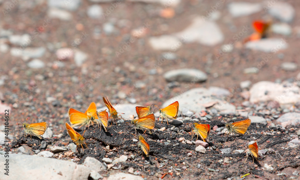 Butterfly on a flower. A flock of butterflies by the water. Colorful spring background with copy space. Spring and ecology concept. Butterfly on a flower. A flock of butterflies by the water. Colorful spring background with copy space. Spring and ecology concept.