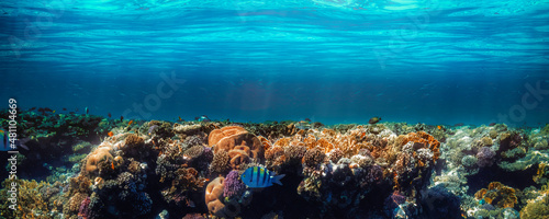 Foto underwater coral reef on the red sea